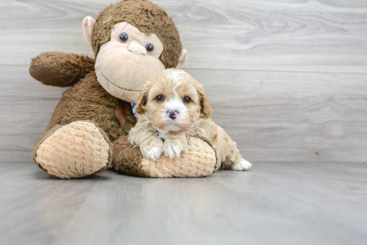 Petite Cavapoo Poodle Mix Pup