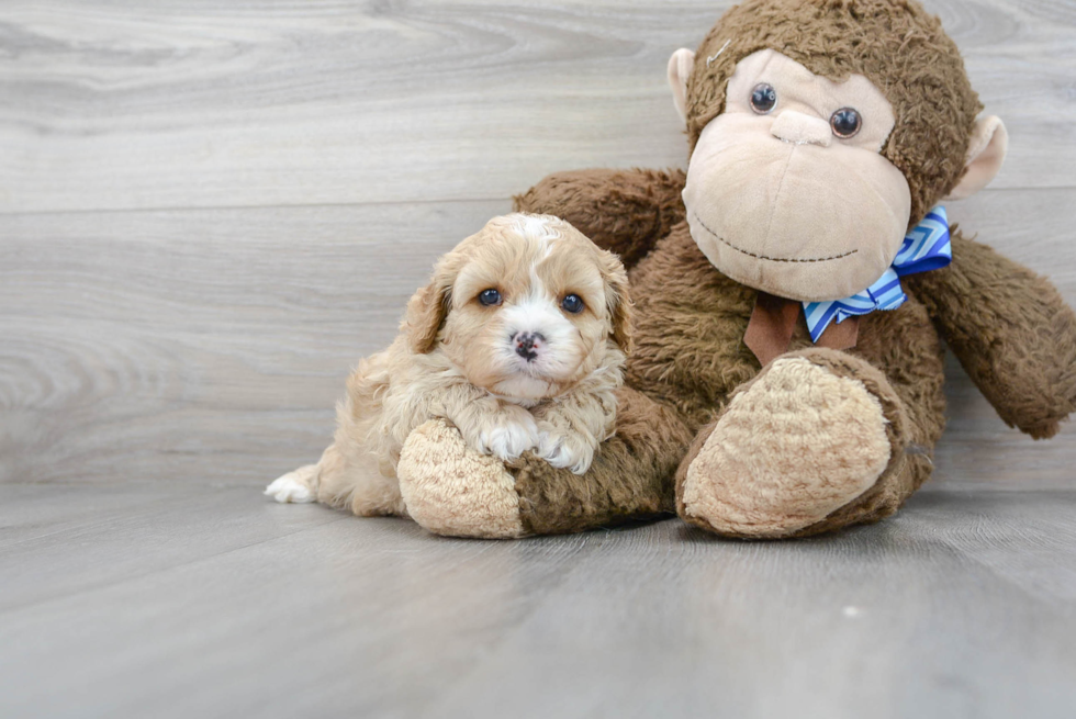 Small Cavapoo Baby