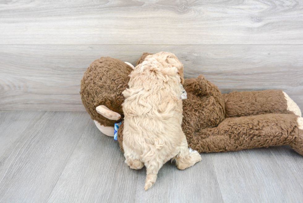 Cavapoo Pup Being Cute