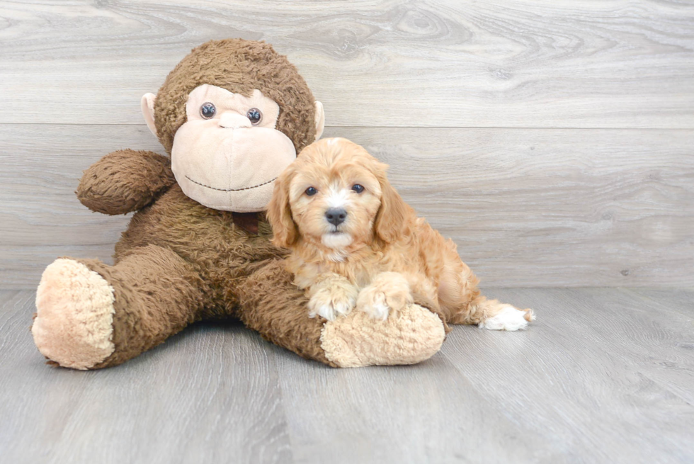 Popular Cavapoo Poodle Mix Pup