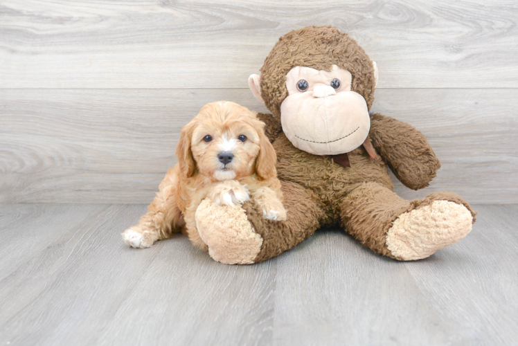 Funny Cavapoo Poodle Mix Pup