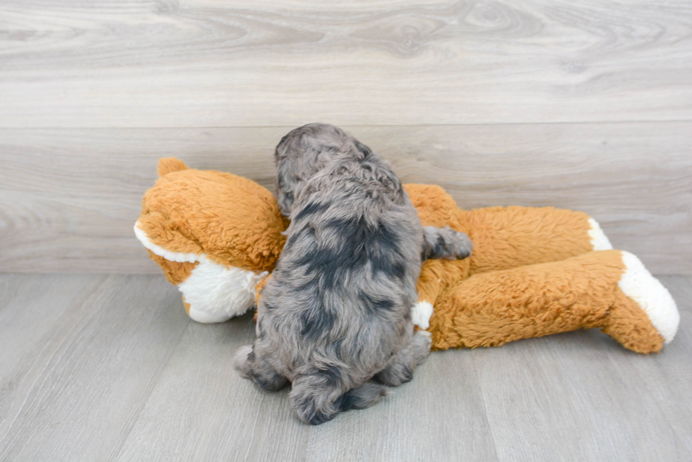 Cute Cavoodle Poodle Mix Puppy