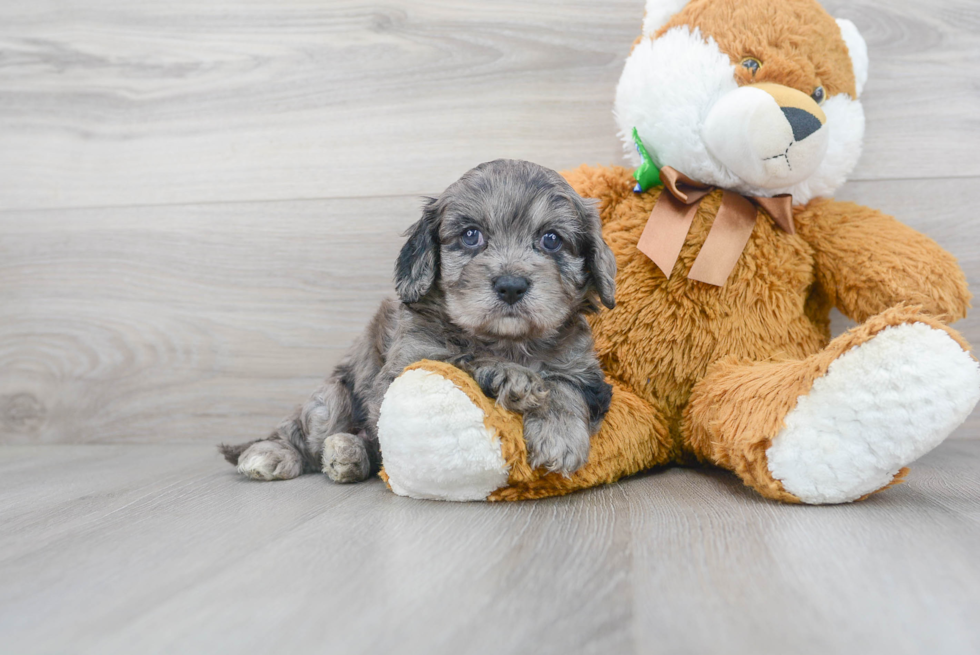 Cavapoo Puppy for Adoption