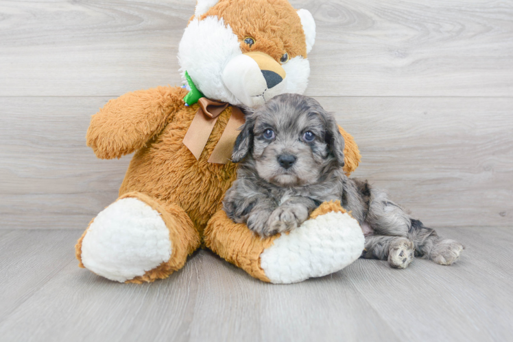 Best Cavapoo Baby