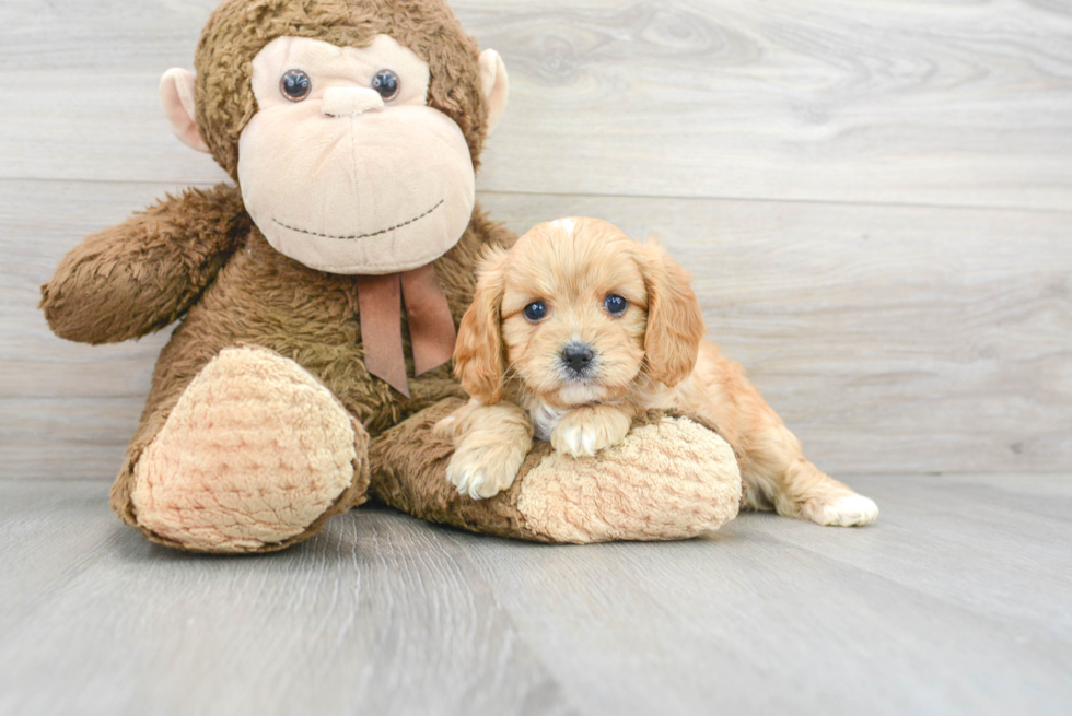 Cavapoo Pup Being Cute