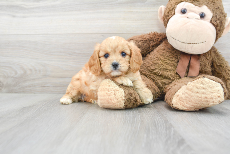 Cavapoo Puppy for Adoption