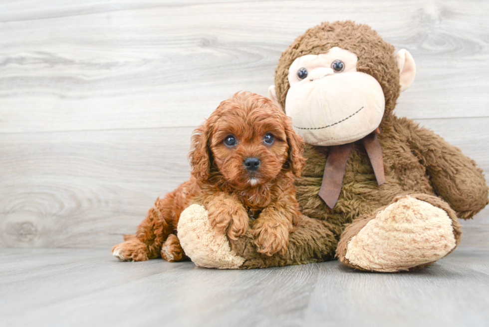 Sweet Cavapoo Baby