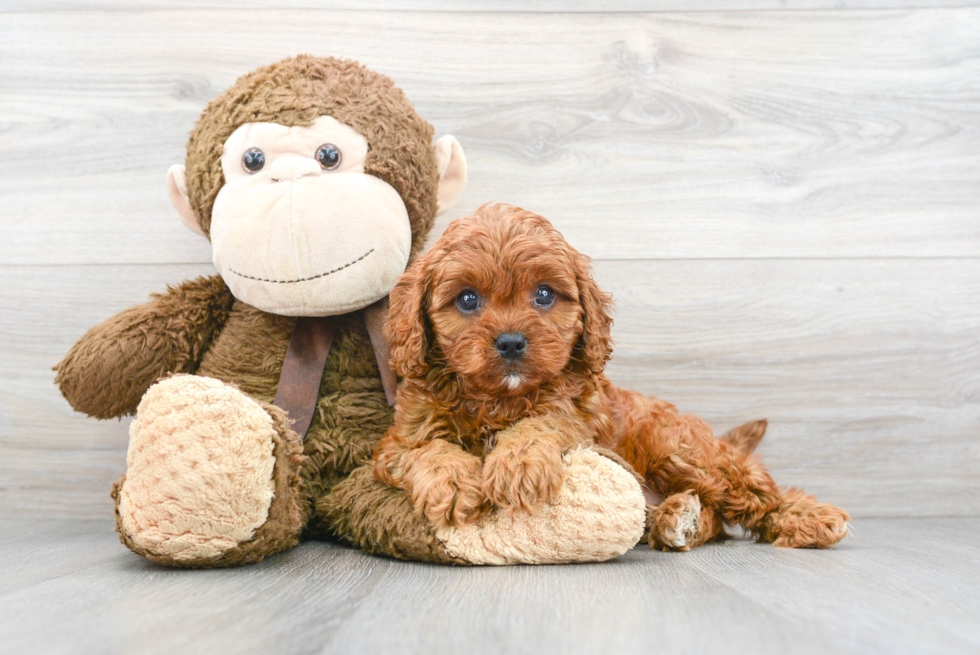 Best Cavapoo Baby