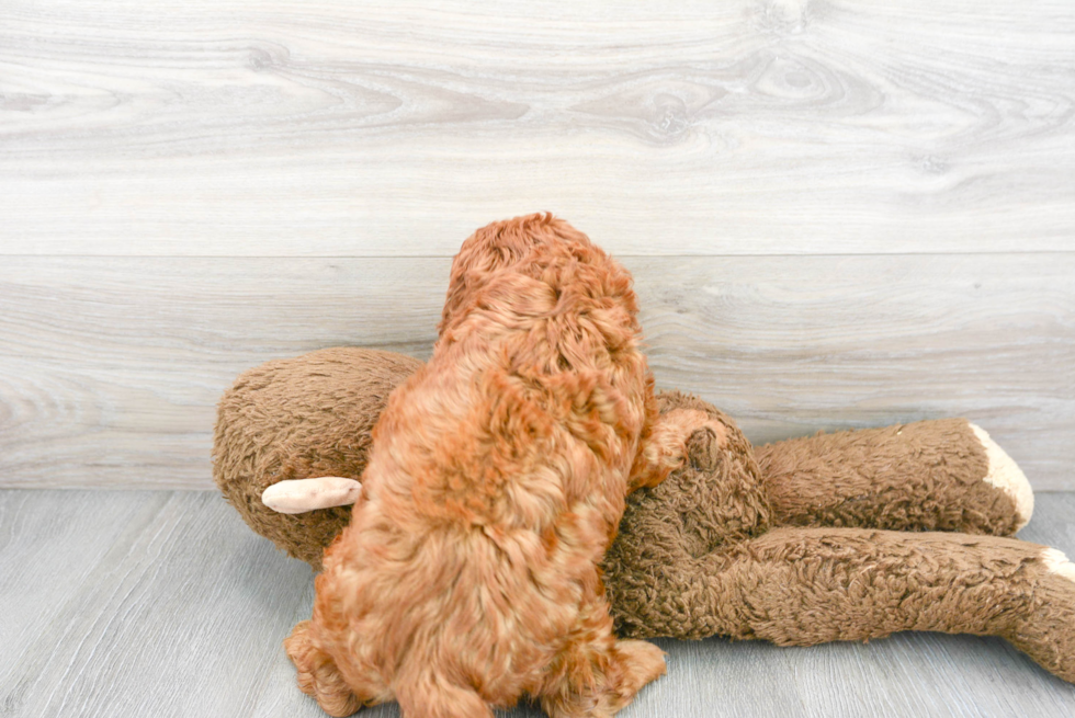 Energetic Cavoodle Poodle Mix Puppy