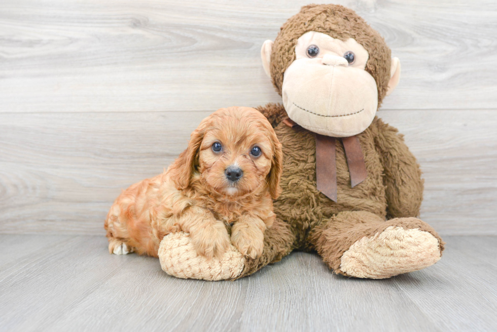 Playful Cavoodle Poodle Mix Puppy