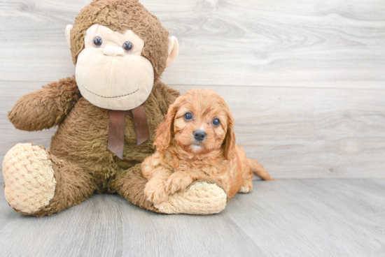 Playful Cavoodle Poodle Mix Puppy