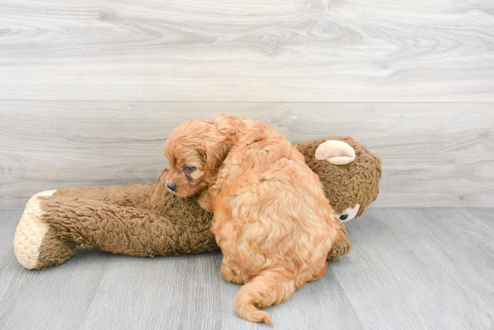 Best Cavapoo Baby