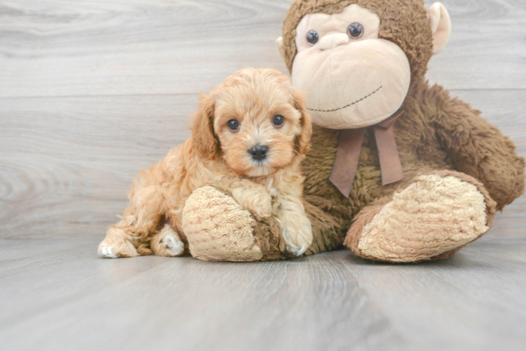 Best Cavapoo Baby