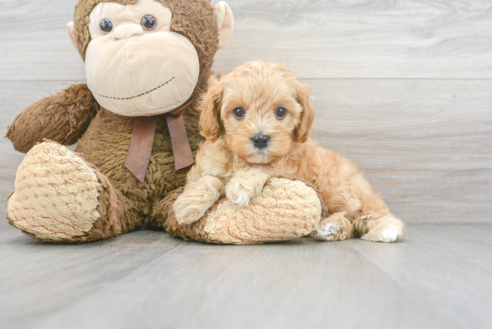 Best Cavapoo Baby