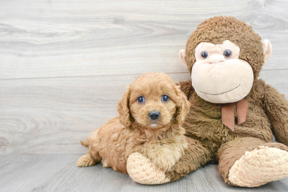 Cavapoo Pup Being Cute