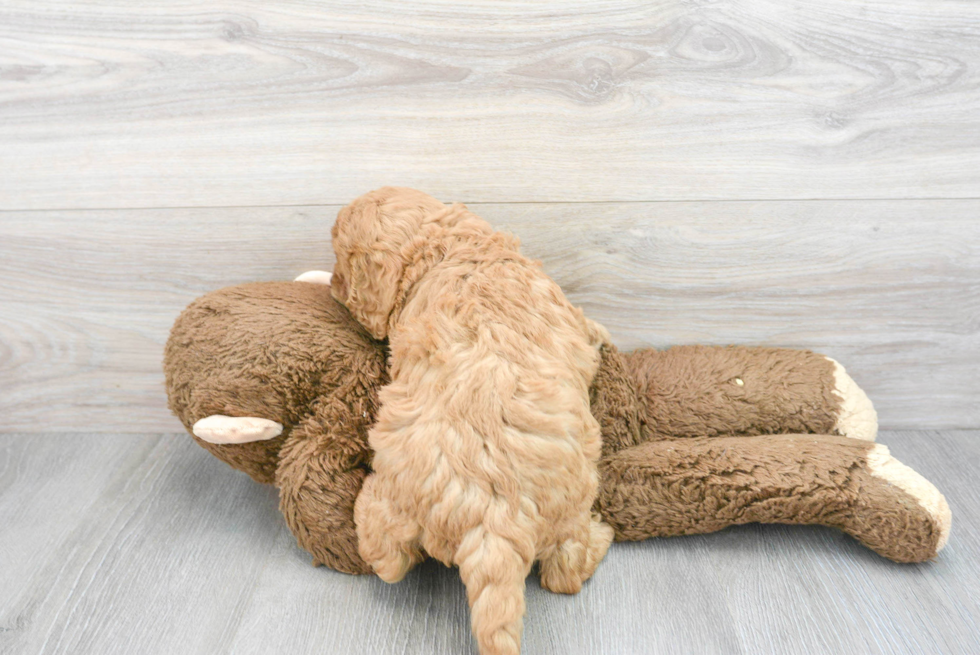 Energetic Cavoodle Poodle Mix Puppy