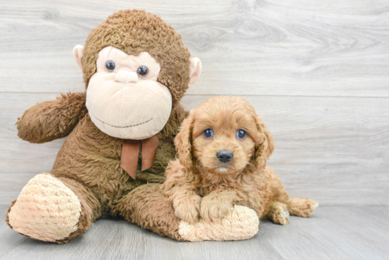 Smart Cavapoo Poodle Mix Pup