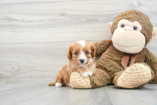 Best Cavapoo Baby