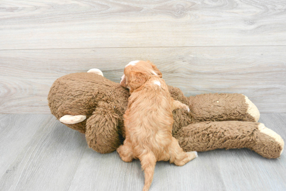 Cute Cavapoo Baby