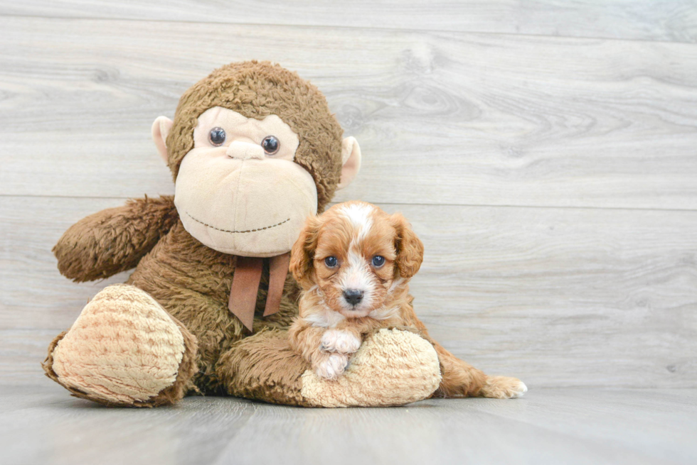 Cavapoo Pup Being Cute