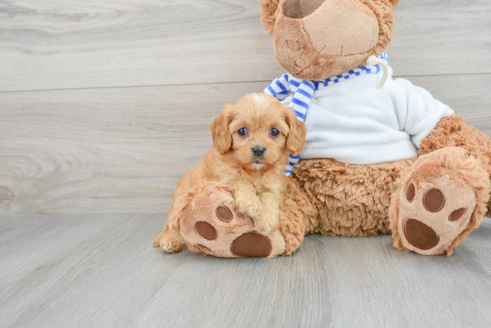 Cavapoo Puppy for Adoption