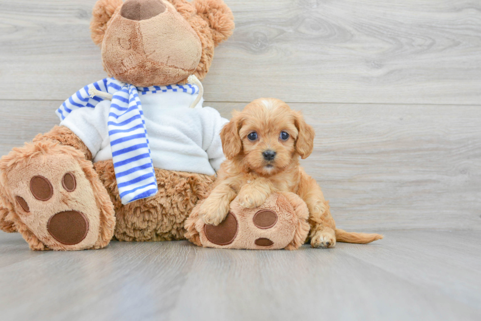 Friendly Cavapoo Baby