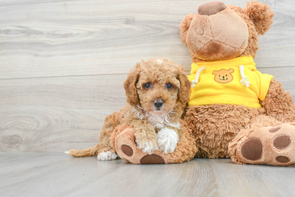 Fluffy Cavapoo Poodle Mix Pup