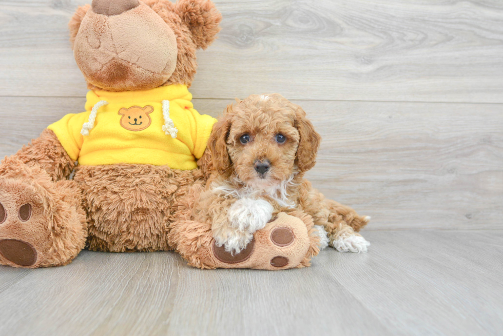 Funny Cavapoo Poodle Mix Pup