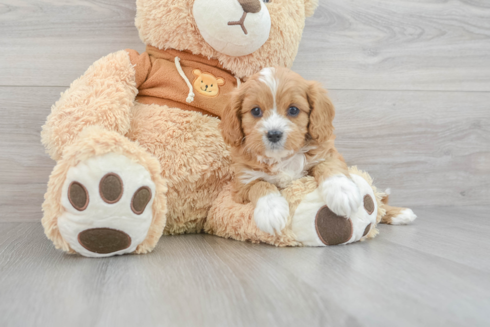 Cavapoo Pup Being Cute