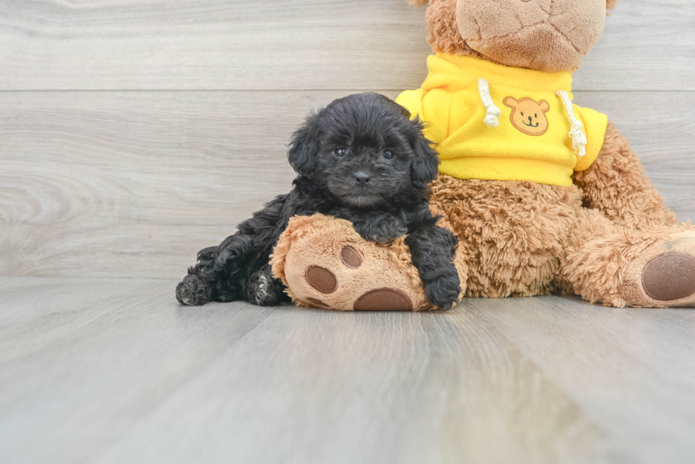 Cavapoo Puppy for Adoption