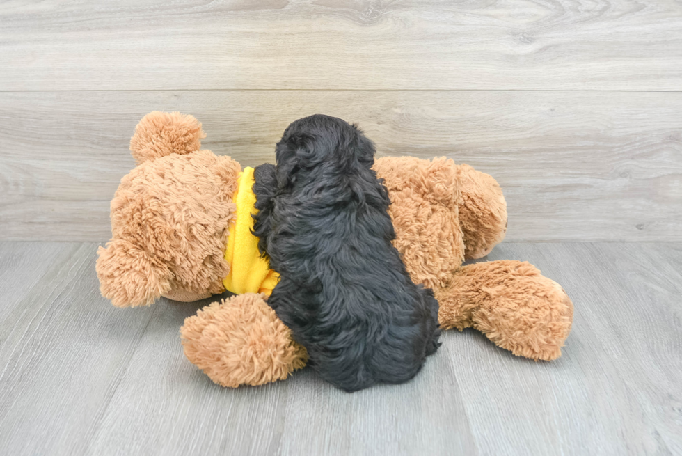 Sweet Cavapoo Baby