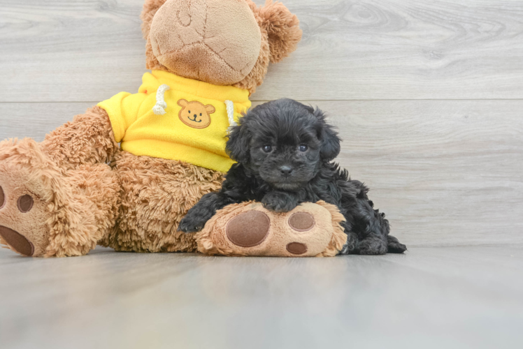 Happy Cavapoo Baby