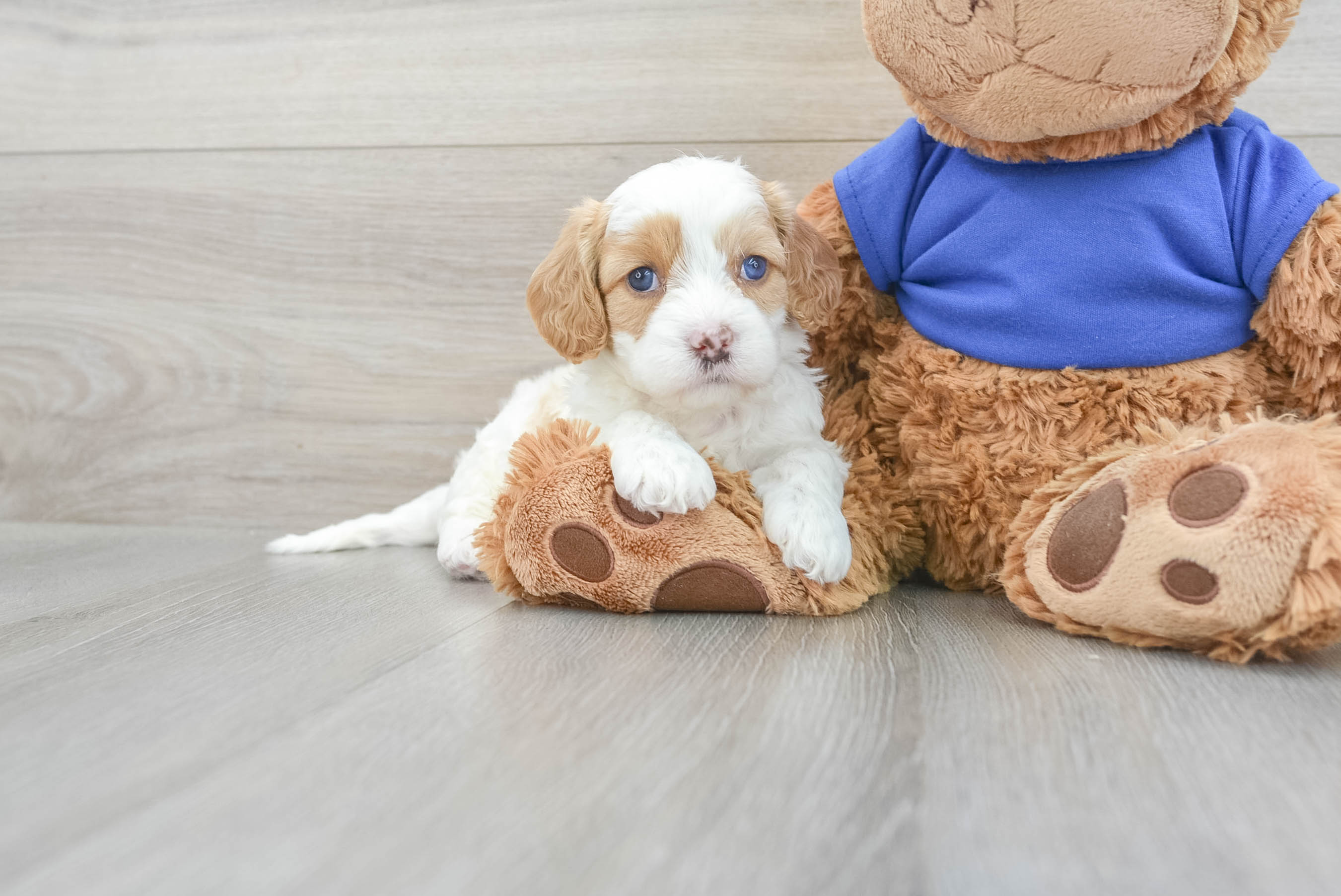 Hypoallergenic Cavoodle Poodle Mix Puppy