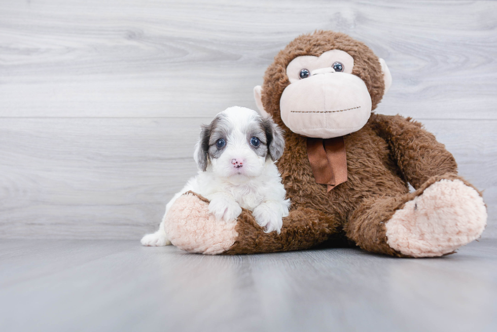 Petite Cavapoo Poodle Mix Pup