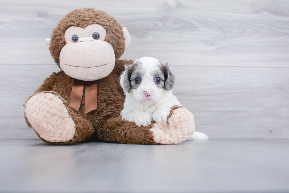 Small Cavapoo Baby