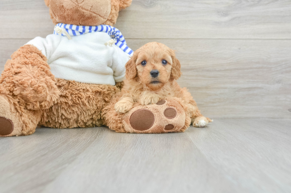 7 week old Cavapoo Puppy For Sale - Premier Pups