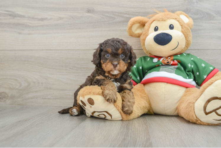 Playful Cavapoodle Poodle Mix Puppy