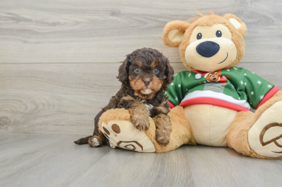 5 week old Cavapoo Puppy For Sale - Premier Pups