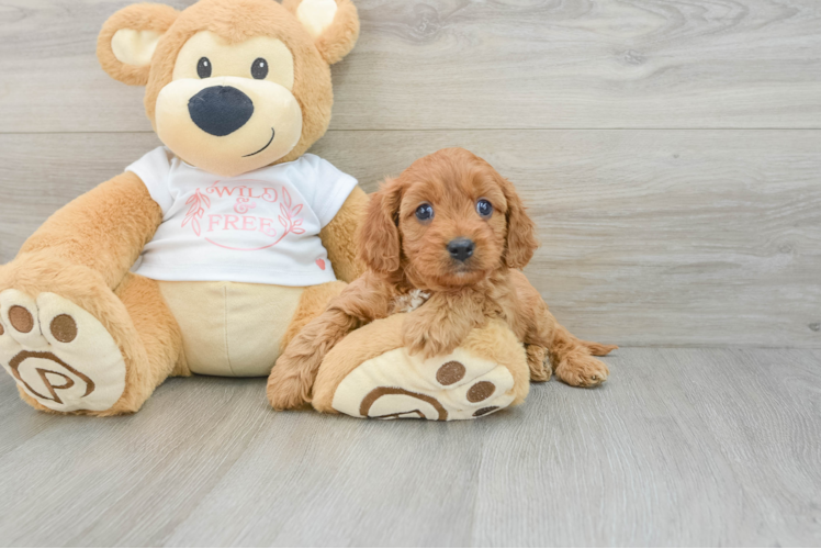 Cavapoo Pup Being Cute