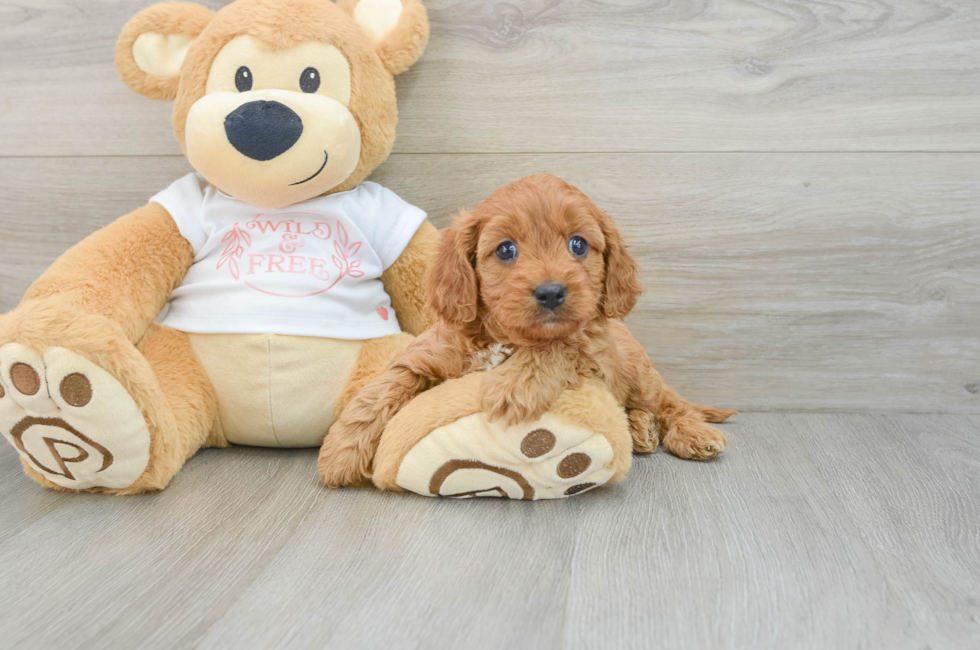 5 week old Cavapoo Puppy For Sale - Premier Pups