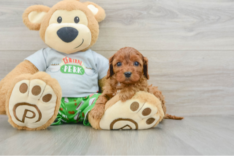 Little Cavipoo Poodle Mix Puppy