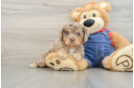 Cute Cavapoo Baby