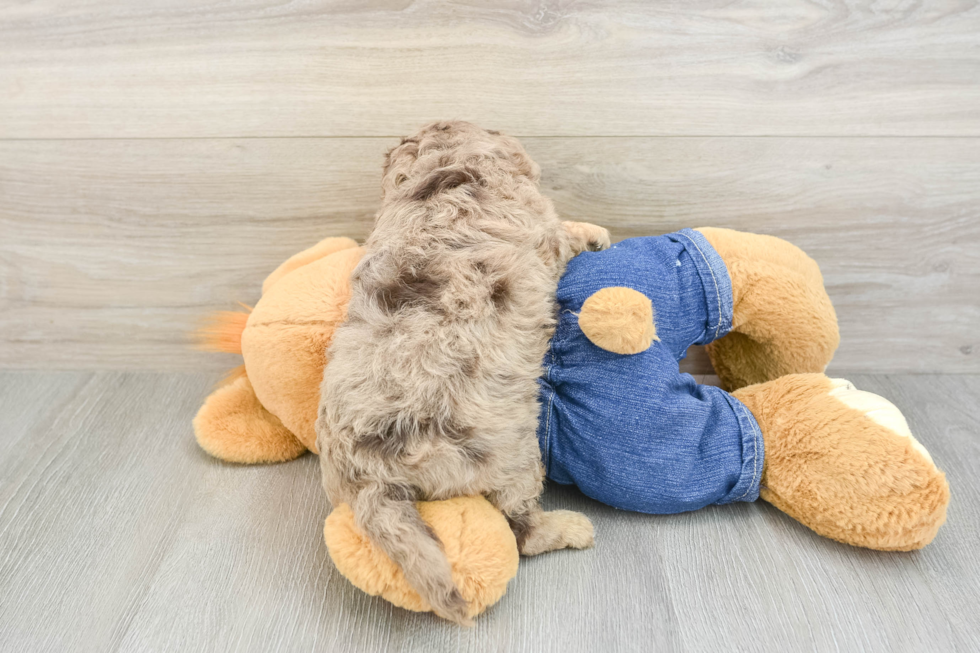Little Cavipoo Poodle Mix Puppy