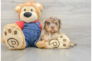 Cavapoo Puppy for Adoption