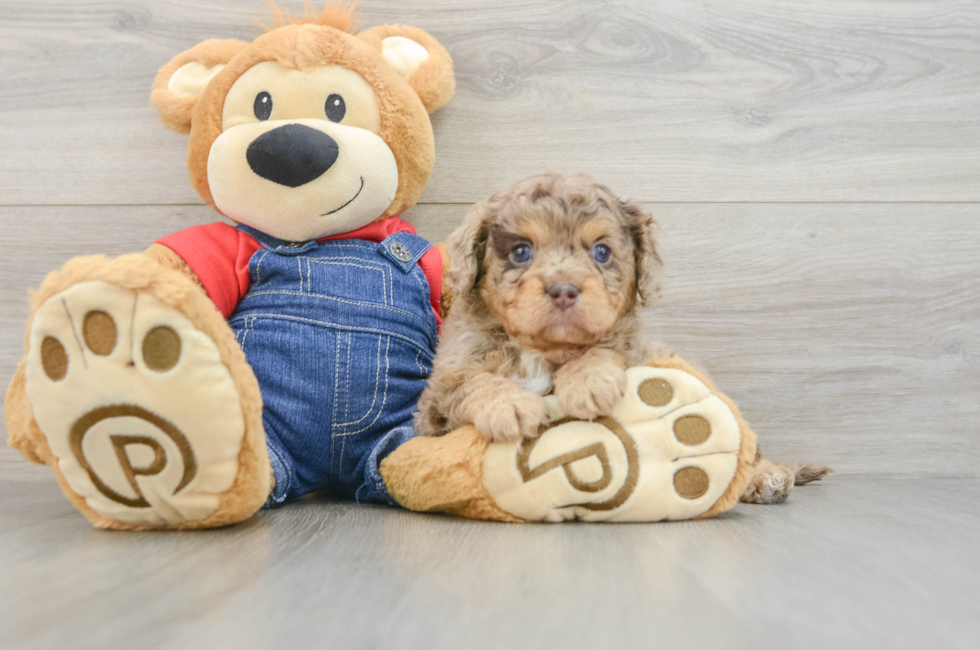 5 week old Cavapoo Puppy For Sale - Premier Pups