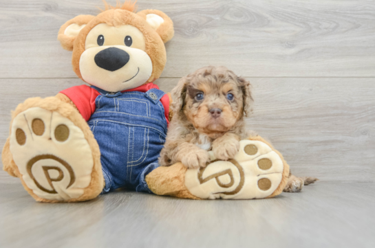 Cavapoo Puppy for Adoption