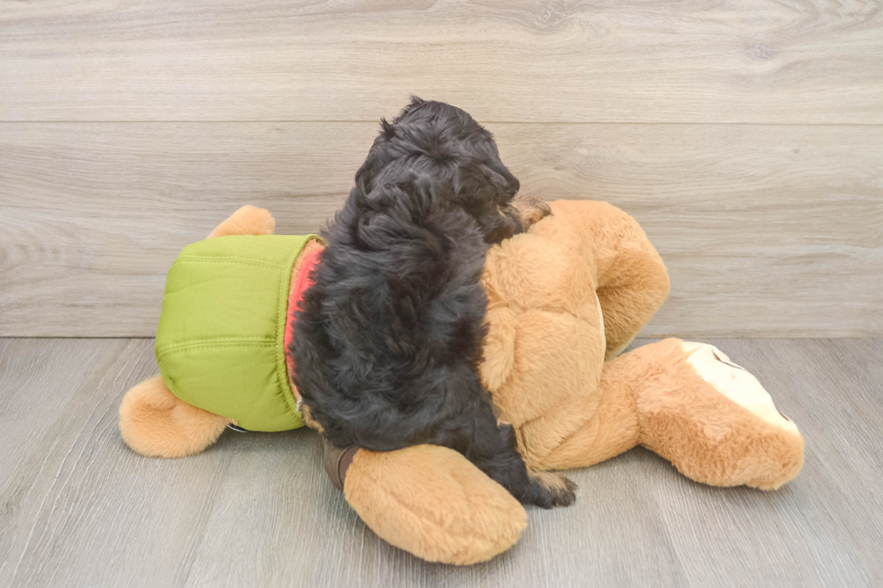 Petite Cavapoo Poodle Mix Pup