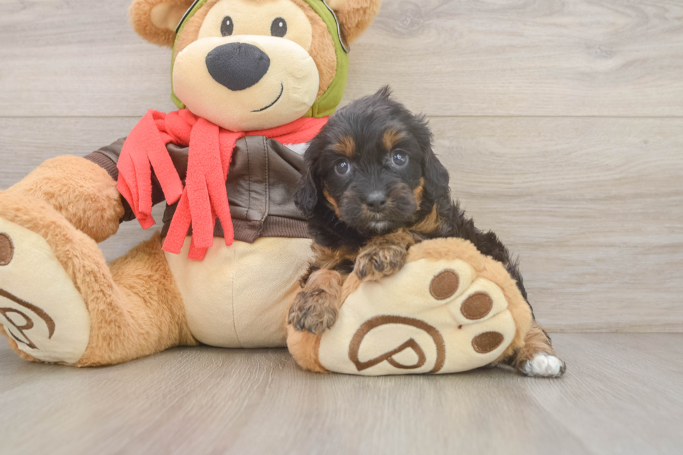 Cavapoo Pup Being Cute