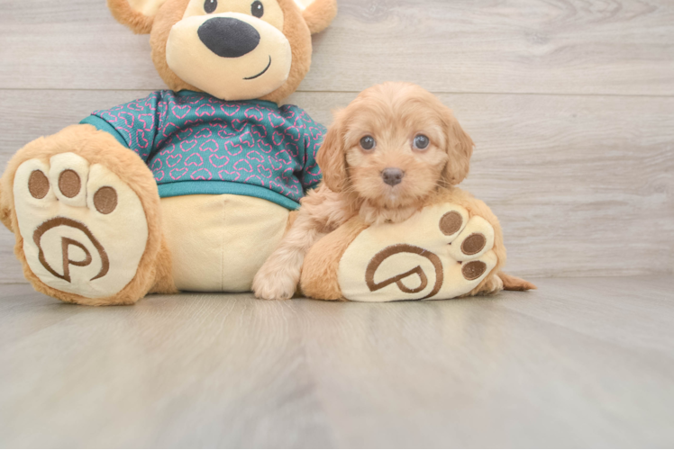 Funny Cavapoo Poodle Mix Pup