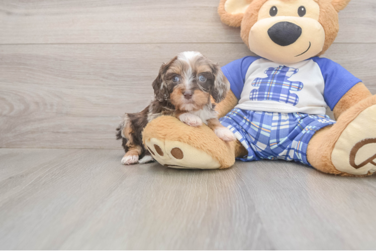 Energetic Cavoodle Poodle Mix Puppy